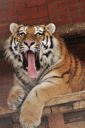 Similar image 21502438