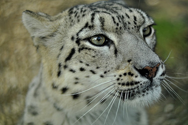 Similar image 21503912