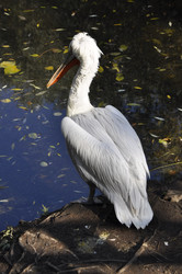 Similar image 21491731