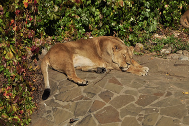 Similar image 21491734