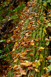 Similar image 21502490