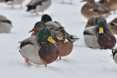 Similar image 21504020