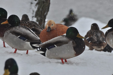 Similar image 21502973