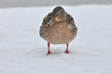 Similar image 21503348