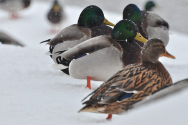 Similar image 21503350