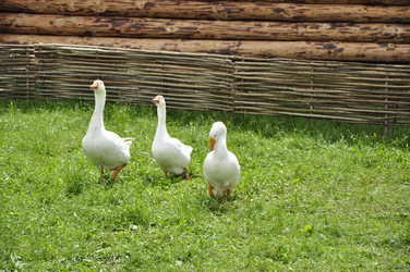 Similar image 21503383