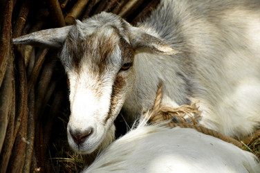 Similar image 21504038