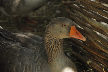 Similar image 21504222