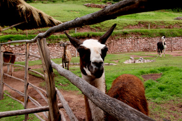 Similar image 21503930