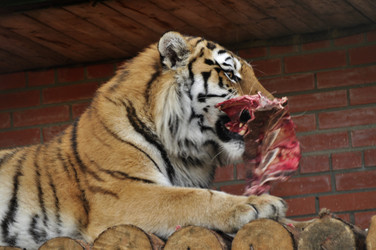 Similar image 21489275