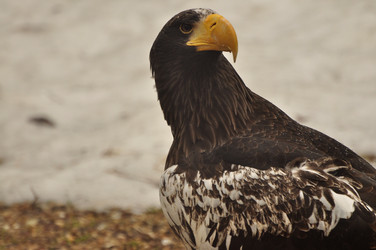 Similar image 21492085