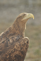 Similar image 21493827