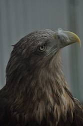 Similar image 21495264