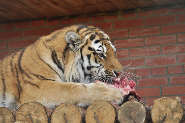 Similar image 21489284