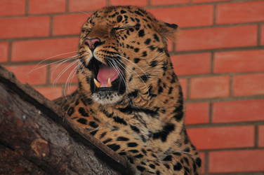 Similar image 21489285