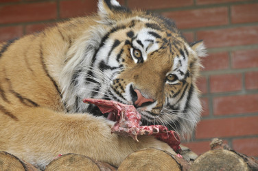 Similar image 21489287