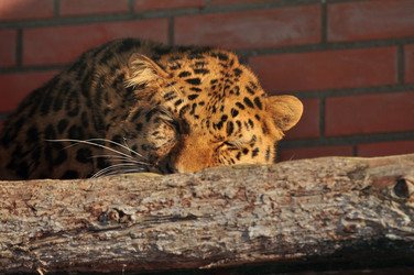 Similar image 21492125