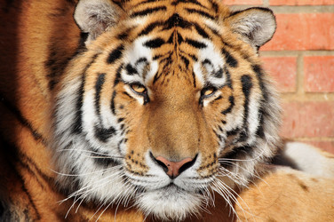 Similar image 21492126