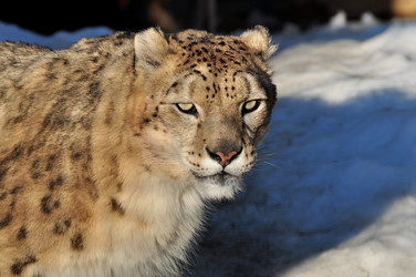 Similar image 21490002