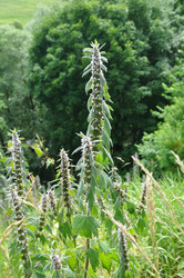 Similar image 21503046