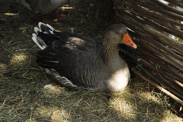 Similar image 21490044