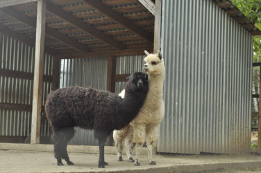 Similar image 21502639