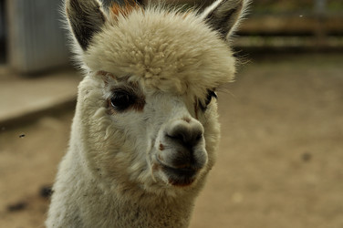 Similar image 21502640