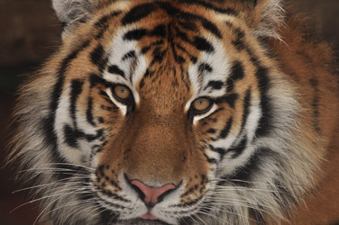 Similar image 21490107