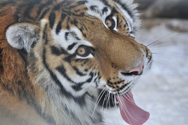 Similar image 21490116