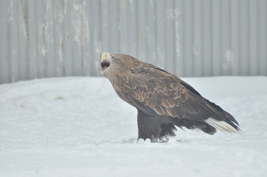 Similar image 21492189