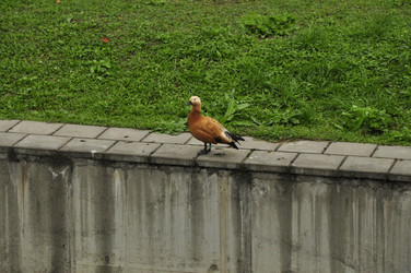 Similar image 21503538