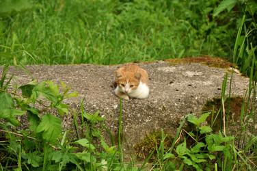 Similar image 21502842