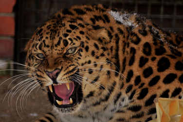 Similar image 21503145