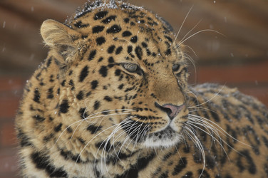 Similar image 21503845