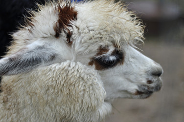 Similar image 21504138