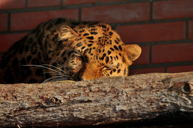 Similar image 21489606