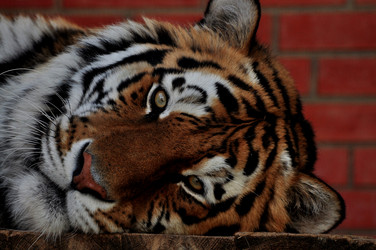 Similar image 21490185