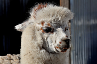 Similar image 21491654