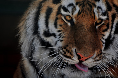 Similar image 21492325