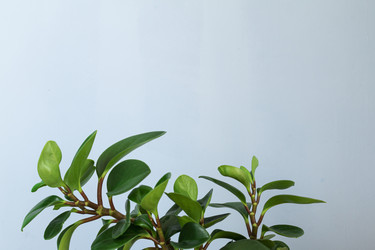 Similar image 21494550