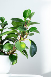 Similar image 21494554