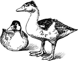 Similar image 21496907