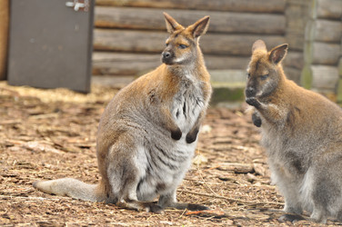 Similar image 21503849