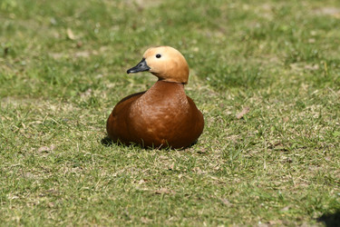 Similar image 21492372