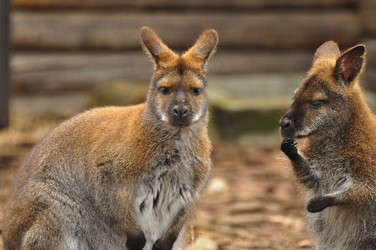 Similar image 21490239