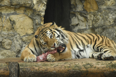 Similar image 21492410