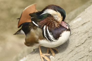 Similar image 21492424