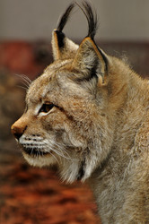 Similar image 21495270