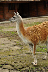 Similar image 21503196