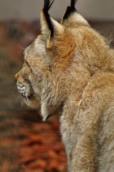 Similar image 21503587